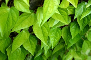Gündüz vakti açık havada yetişen yeşil yapraklı bitkileri kapatın.