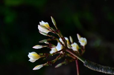 Açık havada büyüyen çiçeklerin kapağını kapatın.