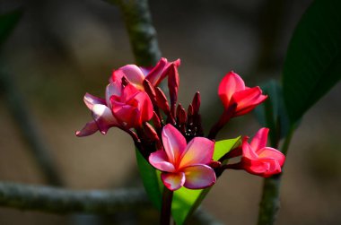 Görünümü güzel çiçek pembe çiçek kapatın