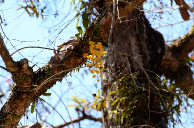 Açık havada büyüyen çiçeklerin kapağını kapatın.