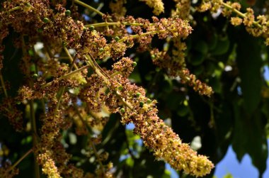 Açık havada büyüyen çiçeklerin kapağını kapatın.