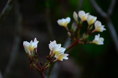 Görünümü güzel çiçek pembe çiçek kapatın