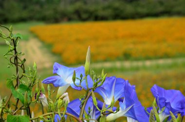 alanında güzel çiçek açan çiçeklerin yakından görünümü