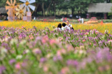 alanında güzel çiçek açan çiçeklerin yakından görünümü