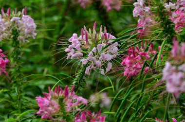 alanında güzel çiçek açan çiçeklerin yakından görünümü