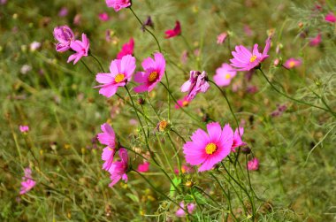 alanında güzel çiçek açan çiçeklerin yakından görünümü