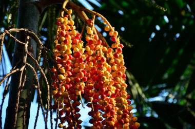parlak gün ışığında turuncu ve sarı meyveler