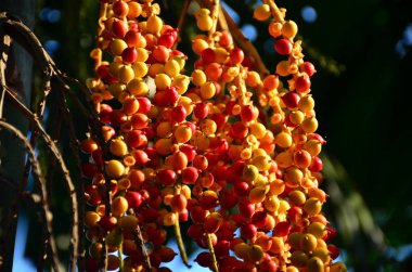 parlak gün ışığında turuncu ve sarı meyveler