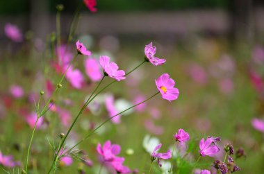 alanında güzel çiçek açan çiçeklerin yakından görünümü