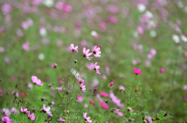 Açık havada büyüyen çiçeklerin kapağını kapatın.