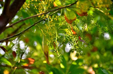 Açık havada büyüyen çiçeklerin kapağını kapatın.