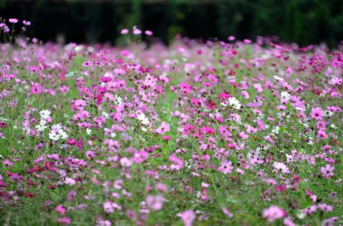 Açık havada büyüyen çiçeklerin kapağını kapatın.