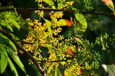 Açık havada büyüyen çiçeklerin kapağını kapatın.