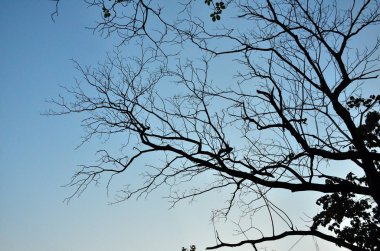 Mavi arkaplanda ağaç dalları silueti  