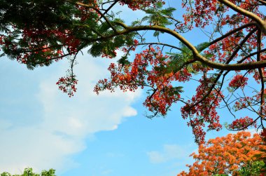 ağaç üzerinde güzel çiçek açan çiçeklerin görünümüne yakın