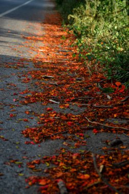 Asfalt yolda düşen sonbahar yaprakları