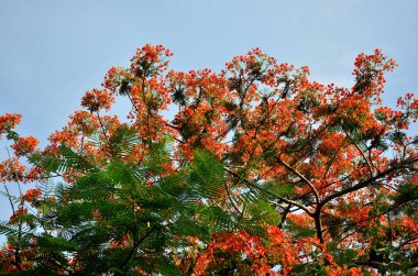 ağaç üzerinde güzel çiçek açan çiçeklerin görünümüne yakın