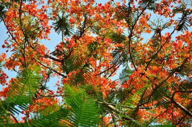 ağaç üzerinde güzel çiçek açan çiçeklerin görünümüne yakın