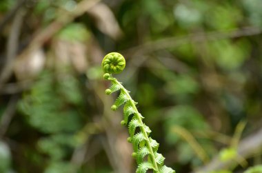 Gündüz vakti açık havada yetişen yeşil yapraklı bitkileri kapatın.