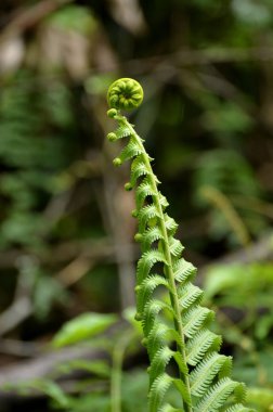 Gündüz vakti açık havada yetişen yeşil yapraklı bitkileri kapatın.