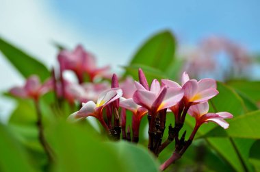 Açık havada büyüyen çiçeklerin kapağını kapatın.