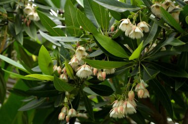 Açık havada büyüyen çiçeklerin kapağını kapatın.