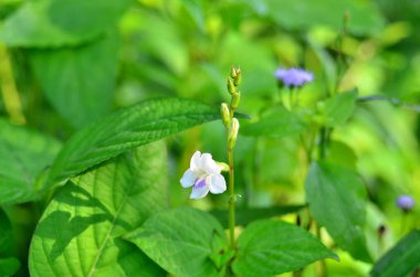 Açık havada büyüyen çiçeklerin kapağını kapatın.