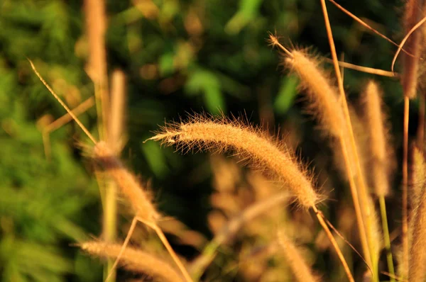 Beautiful Grass Blurred Forest — стоковое фото