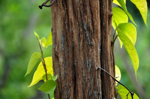 Primer Plano Las Plantas Con Hojas Verdes Que Crecen Aire — Foto de Stock