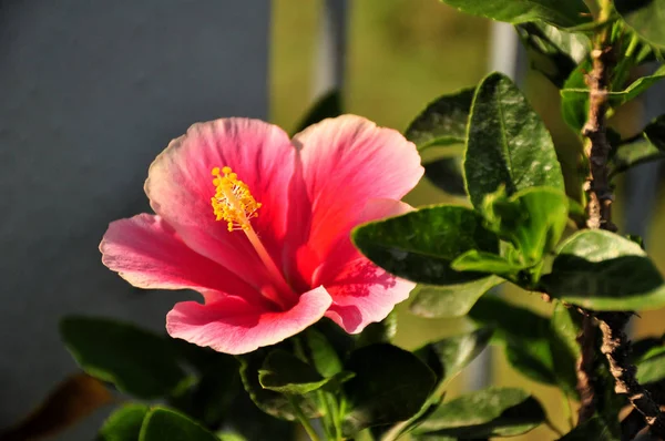 美丽盛开的粉红色花的特写视图 — 图库照片