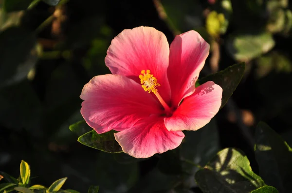 Widok Bliska Piękne Kwitnące Różowe Kwiaty — Zdjęcie stockowe