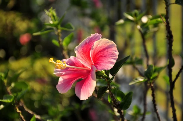 güzel açan pembe çiçek görünümü ne kadar yakın
