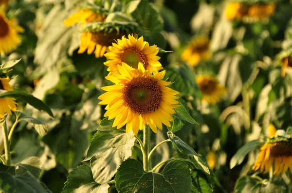 Gündüz ayçiçeği tarlasına bak  