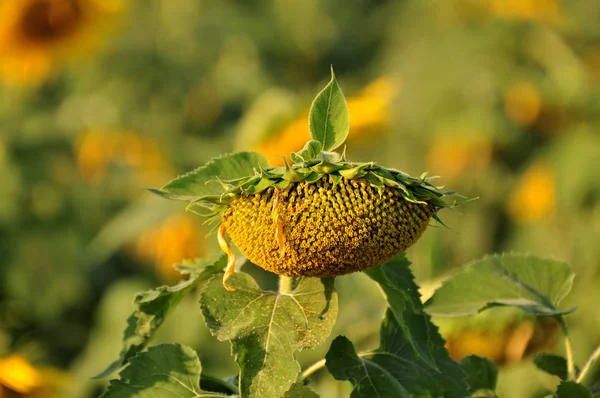 View Sunflowers Field Daytime — Stock Photo, Image