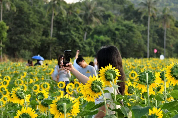 People Resting Sunflower Field — стоковое фото