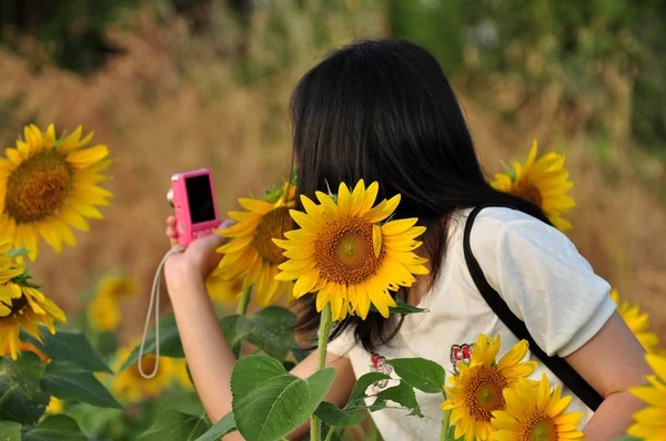 Woman Taking Photo Sunflower Field — Stock Photo, Image