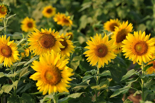 Gündüz ayçiçeği tarlasına bak  