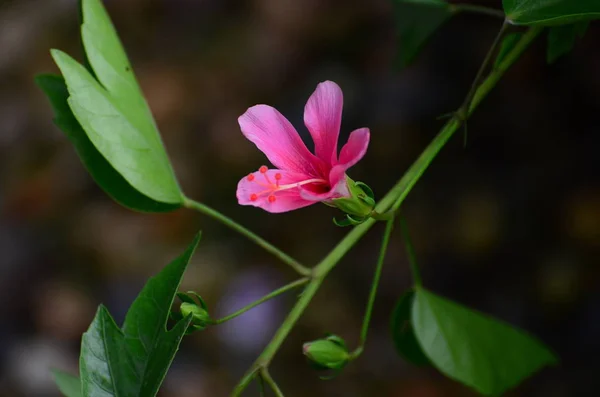 クローズ アップ ビューの美しい咲くピンク花 — ストック写真