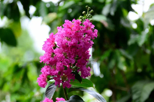 Nahaufnahme Von Schönen Blühenden Rosa Blumen — Stockfoto