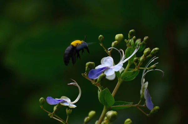 Close Van Bloemen Die Overdag Buiten Groeien — Stockfoto