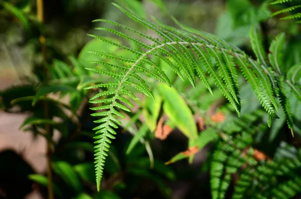 由白天生长在室外的绿叶植物组成的密闭植物 — 图库照片