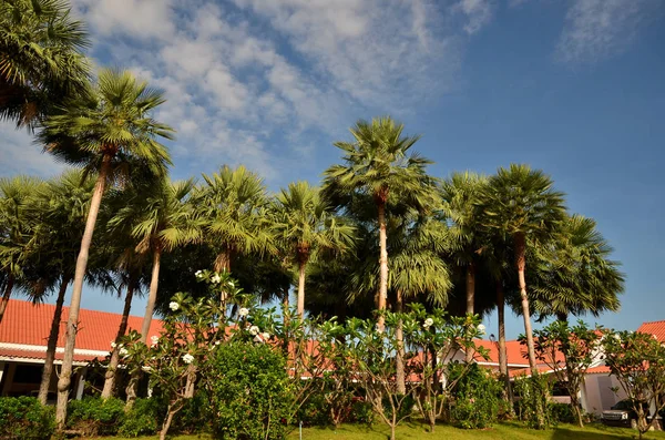 Bulutlu gökyüzü ile Palmiye ağaçları