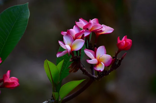 Nära Håll Utsikt Över Vackra Blommande Rosa Blommor — Stockfoto