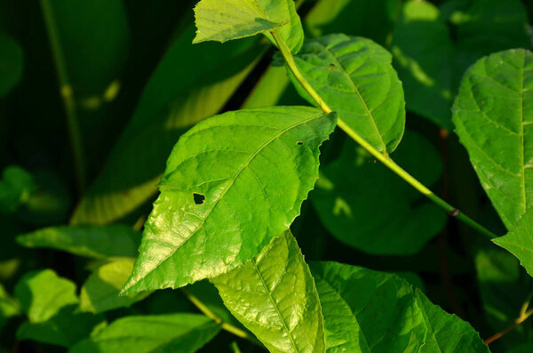 close up of plants with green leaves growing outdoors at daytime