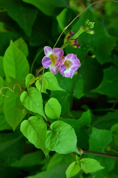 Nahaufnahme Von Schönen Blühenden Rosa Blumen — Stockfoto