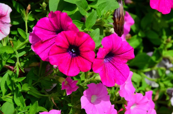 Крупним Планом Вид Красиві Квітучі Рожеві Квіти — стокове фото