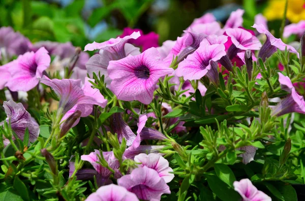 Крупним Планом Вид Красиві Квітучі Рожеві Квіти — стокове фото