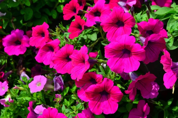 Zár Megjelöl Kilátás Gyönyörű Virágzó Rózsaszín Virágok — Stock Fotó