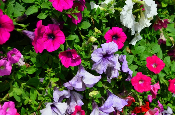 alanında güzel çiçek açan çiçeklerin yakından görünümü