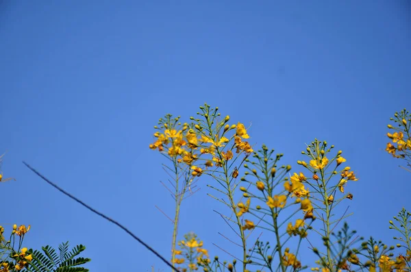 Primer Plano Las Flores Que Crecen Aire Libre Durante Día — Foto de Stock